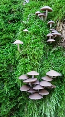 Psathyrella saccharinophila