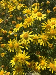 Senecio lyonii