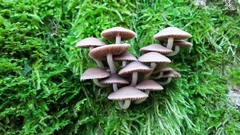 Psathyrella saccharinophila