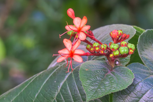 Clerodendrum speciosissimum observed 2023-10-21