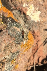 Camponotus bakeri