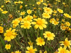 Monolopia lanceolata