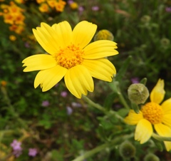 Monolopia lanceolata