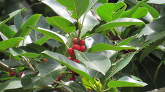 Ficus benghalensis image
