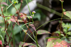 Hermeuptychia harmonia