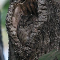 Otus bakkamoena