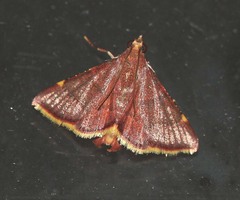 Hypsopygia pelasgalis