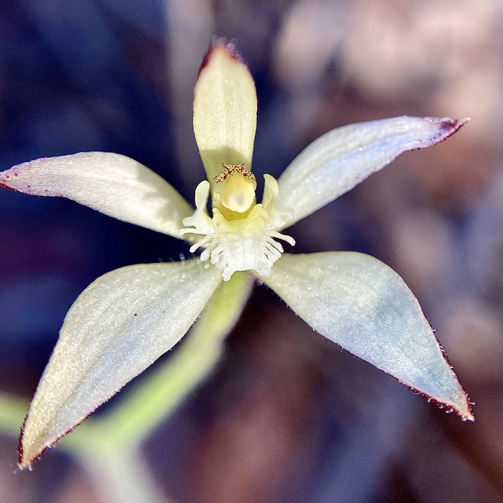 Caladenia marginata