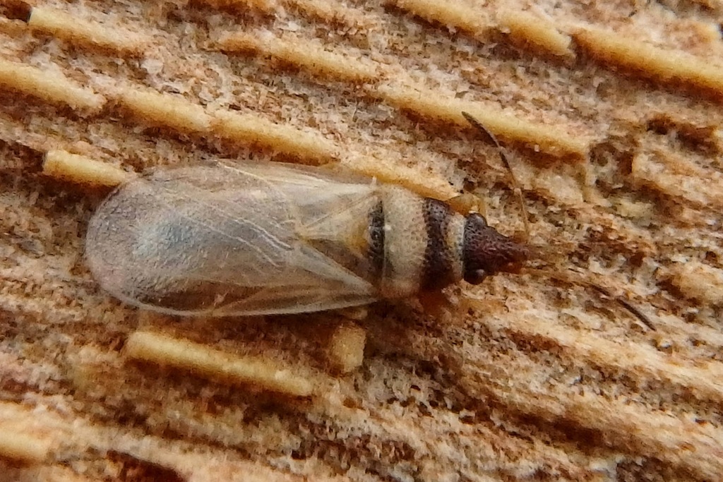 Oxycarenus pallens (001 Oligolektische Arthropoden und Parasiten an ...