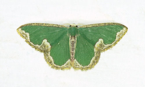 Oospila leucostigma