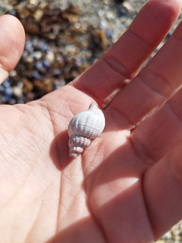 Xymenopsis muriciformis observed 2023-10-28