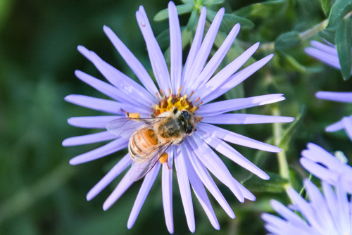 Symphyotrichum oblongifolium