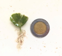 Udotea cyathiformis
