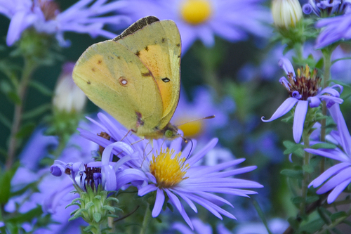 Orange Sulphur photo 6