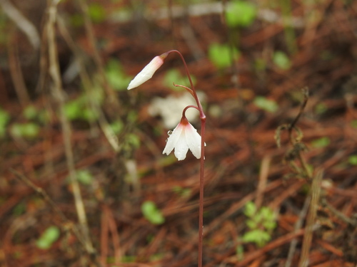 Autumn snowflake (Acis autumnalis)