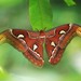 Attacus - Photo (c) Les Day,  זכויות יוצרים חלקיות (CC BY-NC), הועלה על ידי Les Day