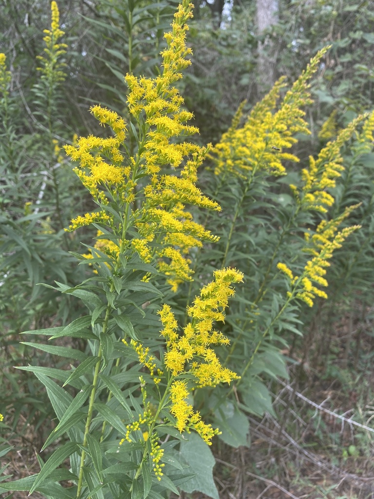 tall goldenrod from Chasewood, Houston, TX, US on October 29, 2023 at ...