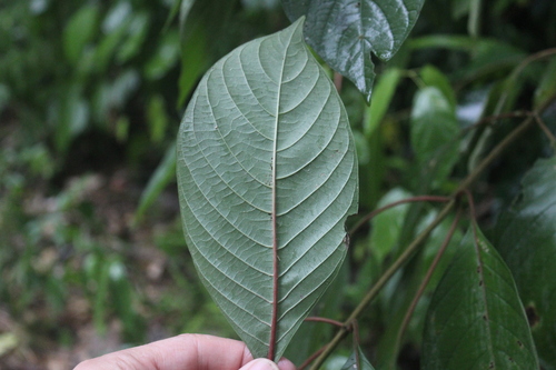 Hamelia patens