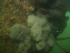 Aplousobranchia