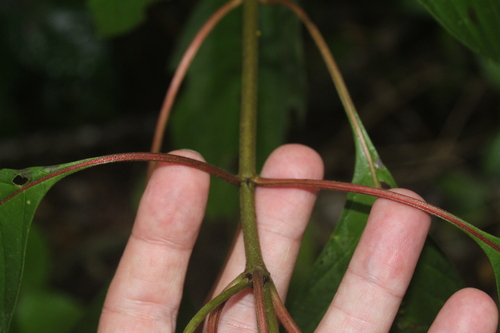 Hamelia patens