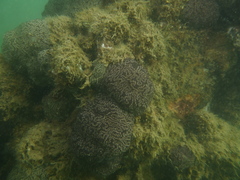 Aplousobranchia