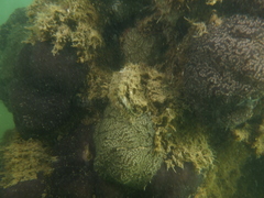 Aplousobranchia