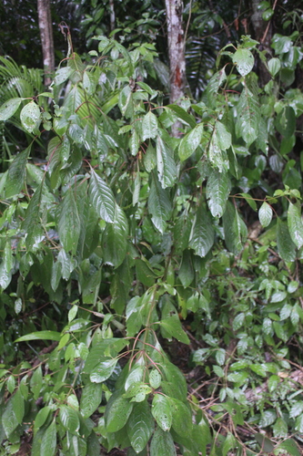 Hamelia patens