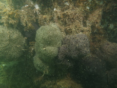 Aplousobranchia