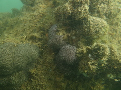 Aplousobranchia