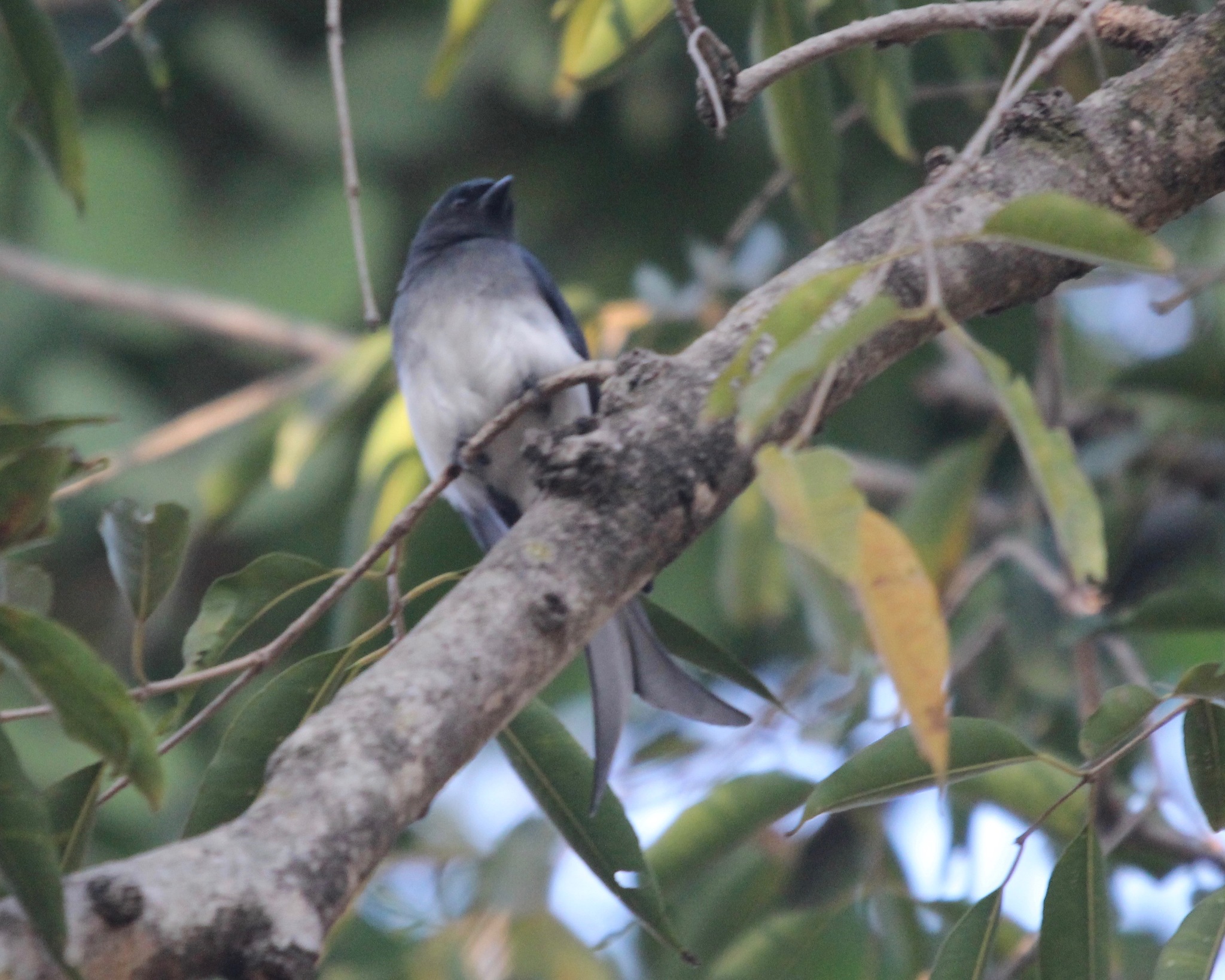 White-bellied Drongo