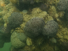Aplousobranchia