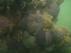 Aplousobranchia