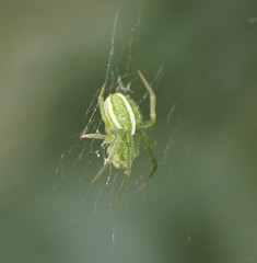 Araneus ginninderranus