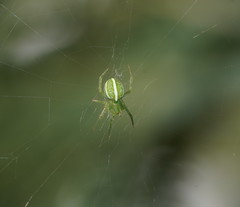 Araneus ginninderranus