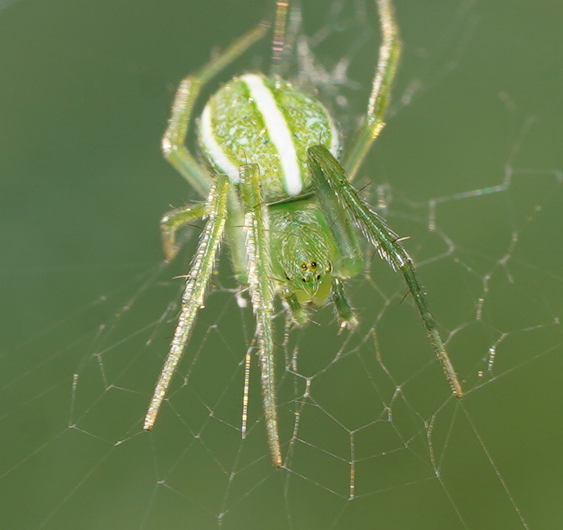 Dondale's Orbweaver