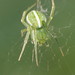 Dondale's Orbweaver - Photo (c) Reiner Richter, some rights reserved (CC BY-NC-SA), uploaded by Reiner Richter