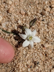 Muilla coronata