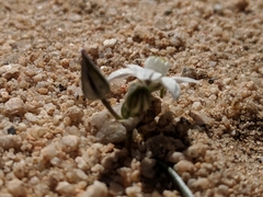 Muilla coronata