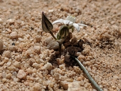 Muilla coronata