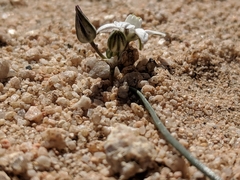 Muilla coronata