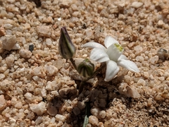 Muilla coronata