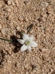 Muilla coronata