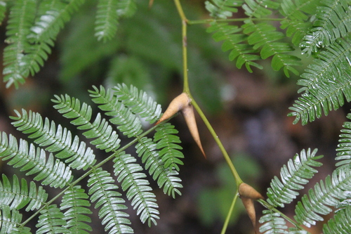 Image of Vachellia cornigera by (c) Ricard Busquets Reverte, some rights reserved (CC BY)