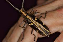 Taeniotes similis