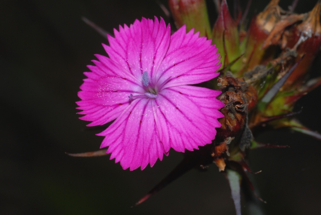 Balbis' Pink
