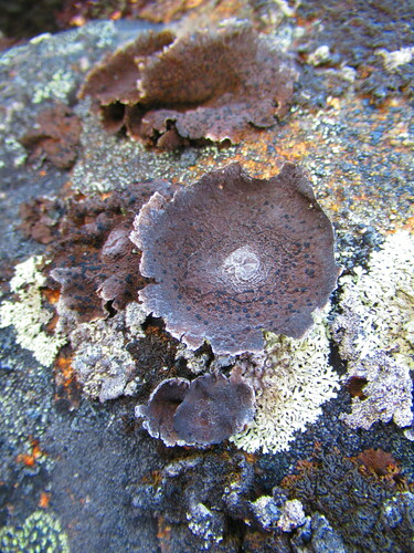 Greater Salted Rocktripe Lichen