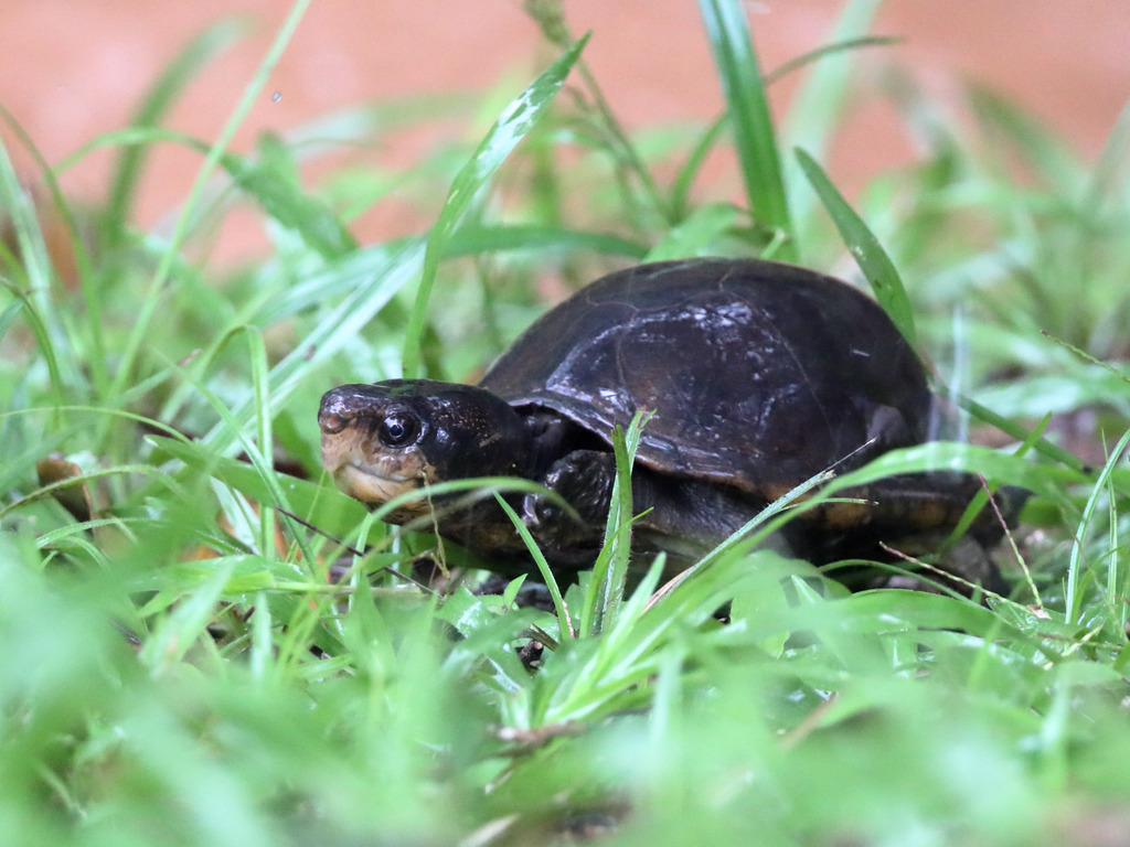 White-lipped Mud Turtle from Los Altos de Cerro Azul, Panamá, Panama on ...