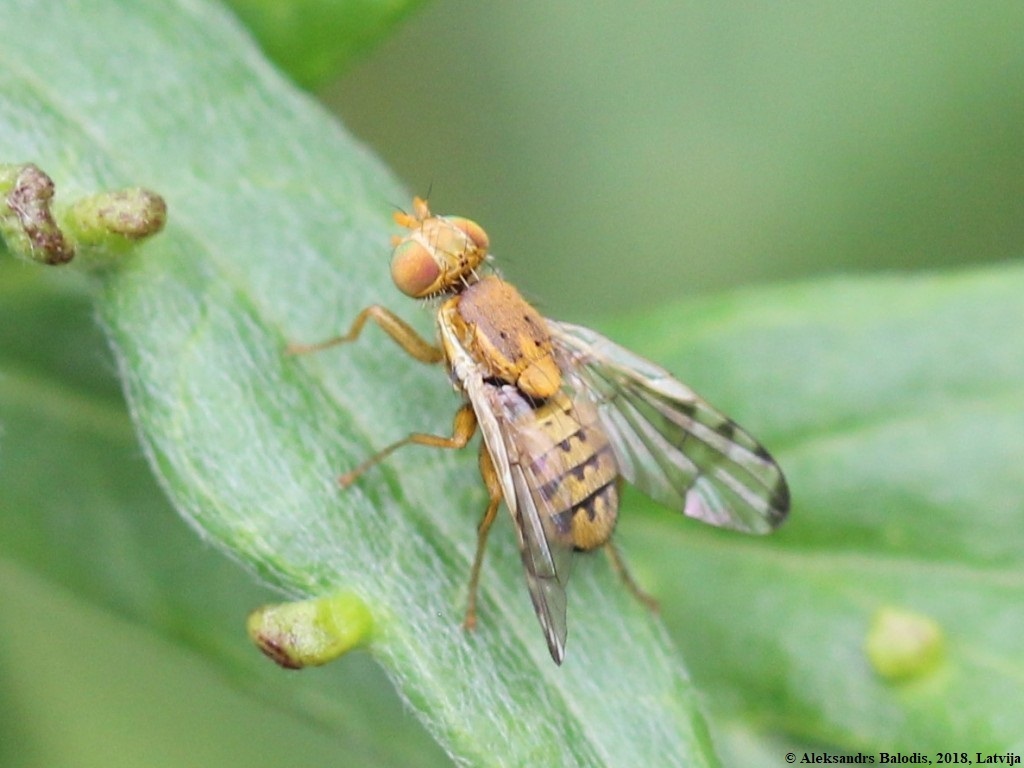 Welted Thistle Fly