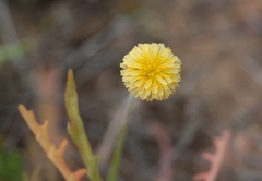 Microseris douglasii