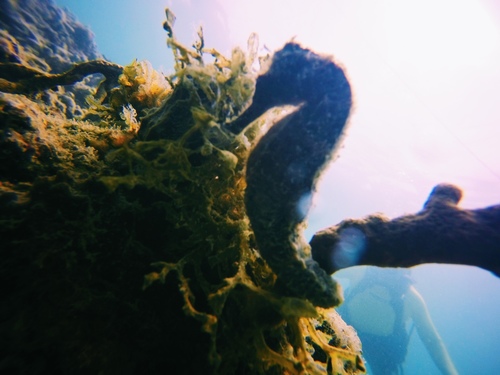 Longsnout seahorse